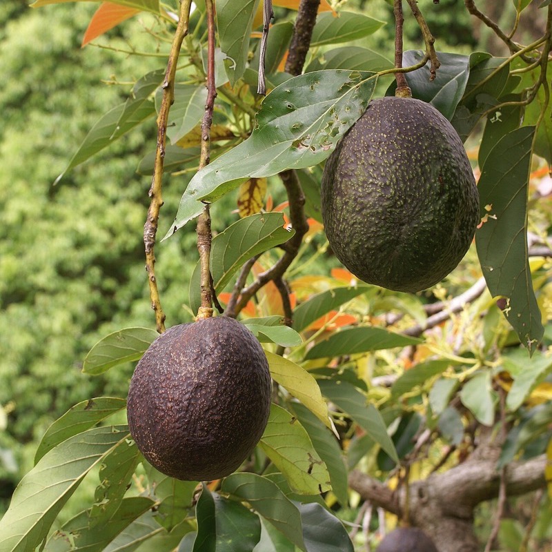 Avokado besleme seti