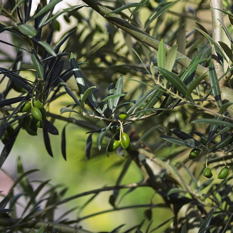 Zeytin besleme seti
